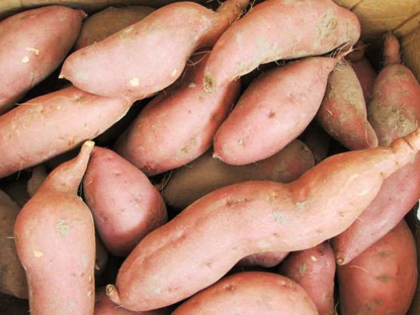 淀粉設備多少錢