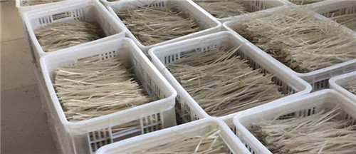 紅薯粉條加工技術八-定長切割 包裝