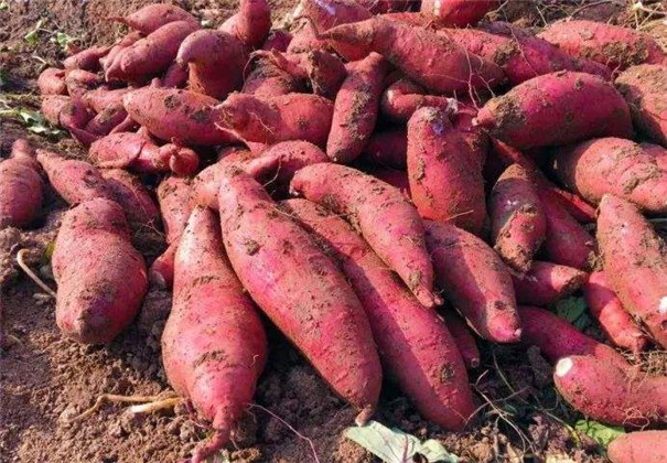 紅薯淀粉加工原料 紅薯淀粉加工原料