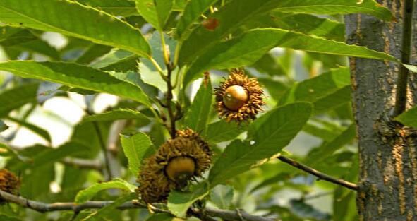 橡子淀粉加工設備
