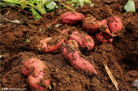 紅薯57.jpg