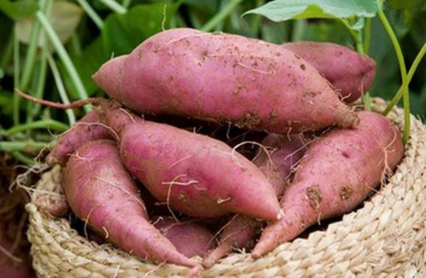紅薯產業建廠前需準備 紅薯產業建廠前需準備
