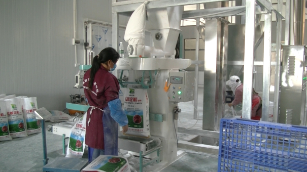 紅薯產業建廠前規劃 紅薯產業建廠前規劃