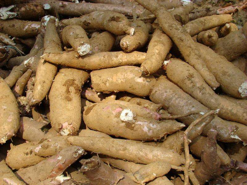 提升木薯價(jià)值，改進(jìn)木薯淀粉加工方式