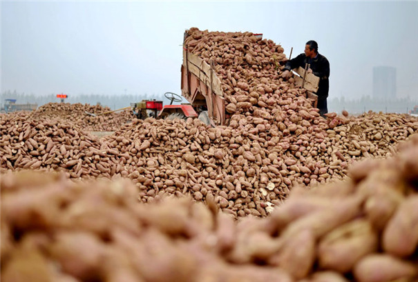 紅薯淀粉加工設備價格-紅薯 紅薯淀粉加工設備價格-紅薯