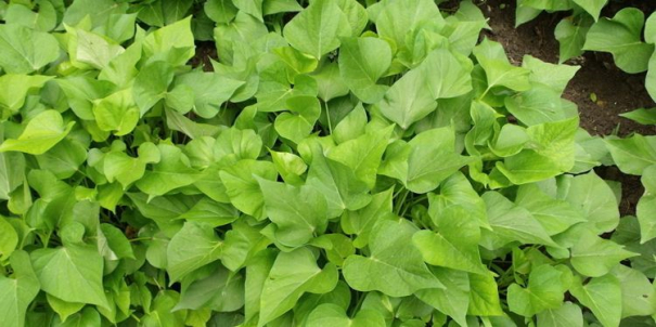 紅薯發(fā)展史 紅薯發(fā)展史