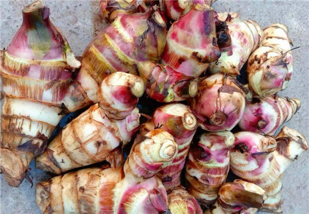 芭蕉芋淀粉加工