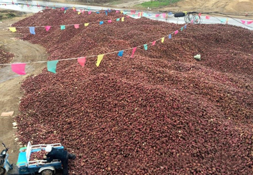 規(guī)模化紅薯淀粉加工 規(guī)模化紅薯淀粉加工