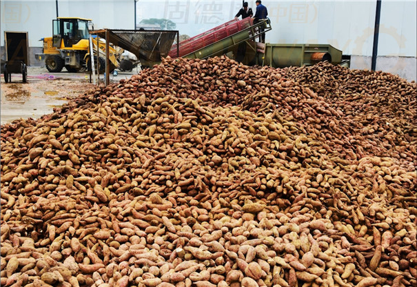 紅薯淀粉加工原料-鮮薯