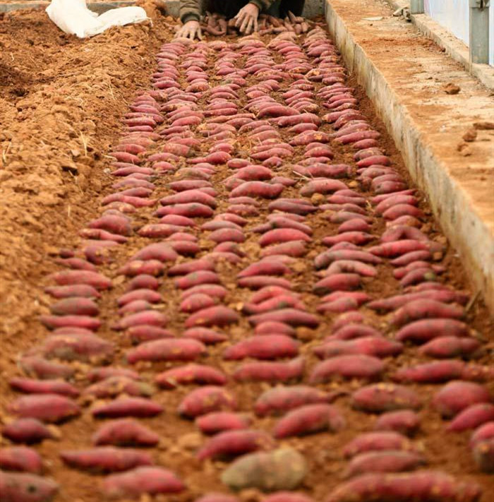 紅薯選種育苗 紅薯選種育苗