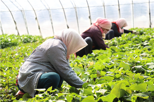紅薯種植加工業如何搭上鄉村振興政策的便車 紅薯種植加工業如何搭上鄉村振興政策的便車