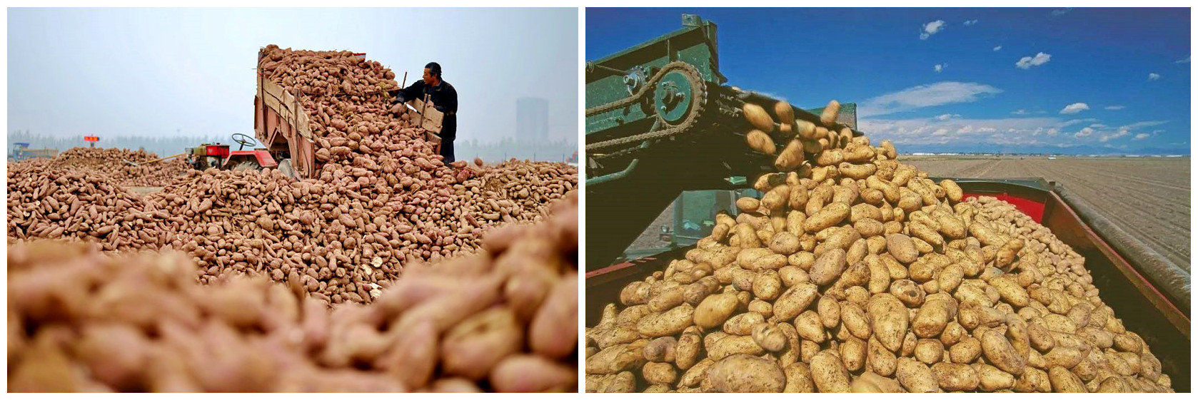 紅薯淀粉加工制約因素-紅薯 紅薯淀粉加工制約因素-紅薯