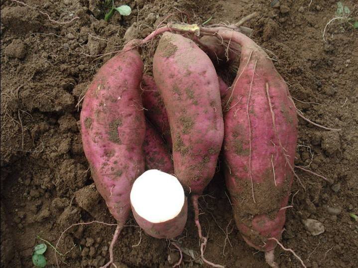 高淀粉加工型紅薯 高淀粉加工型紅薯