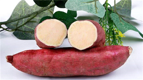 關于鮮紅薯淀粉加工的現狀分析與產業趨勢 關于鮮紅薯淀粉加工的現狀分析與產業趨勢