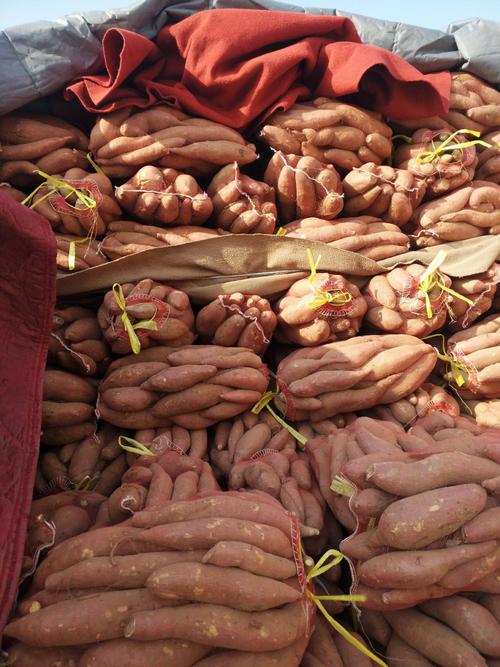 紅薯淀粉加工原料