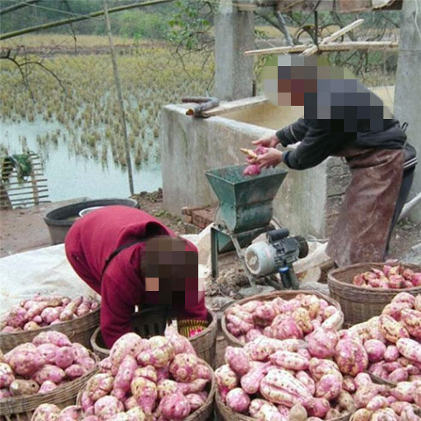 簡(jiǎn)易紅薯粉碎加工設(shè)備 簡(jiǎn)易紅薯粉碎加工設(shè)備