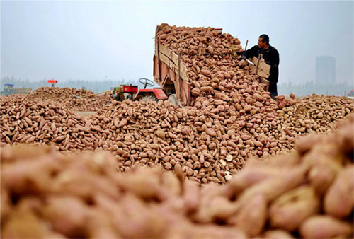 如何解決紅薯淀粉加工廢水的難題？清潔化生產還能提高整體利用率