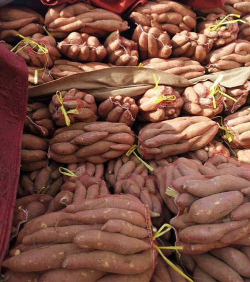 紅薯淀粉加工原料 紅薯淀粉加工原料