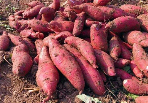 如何解決紅薯淀粉加工廢水的難題？清潔化生產還能提高整體利用率