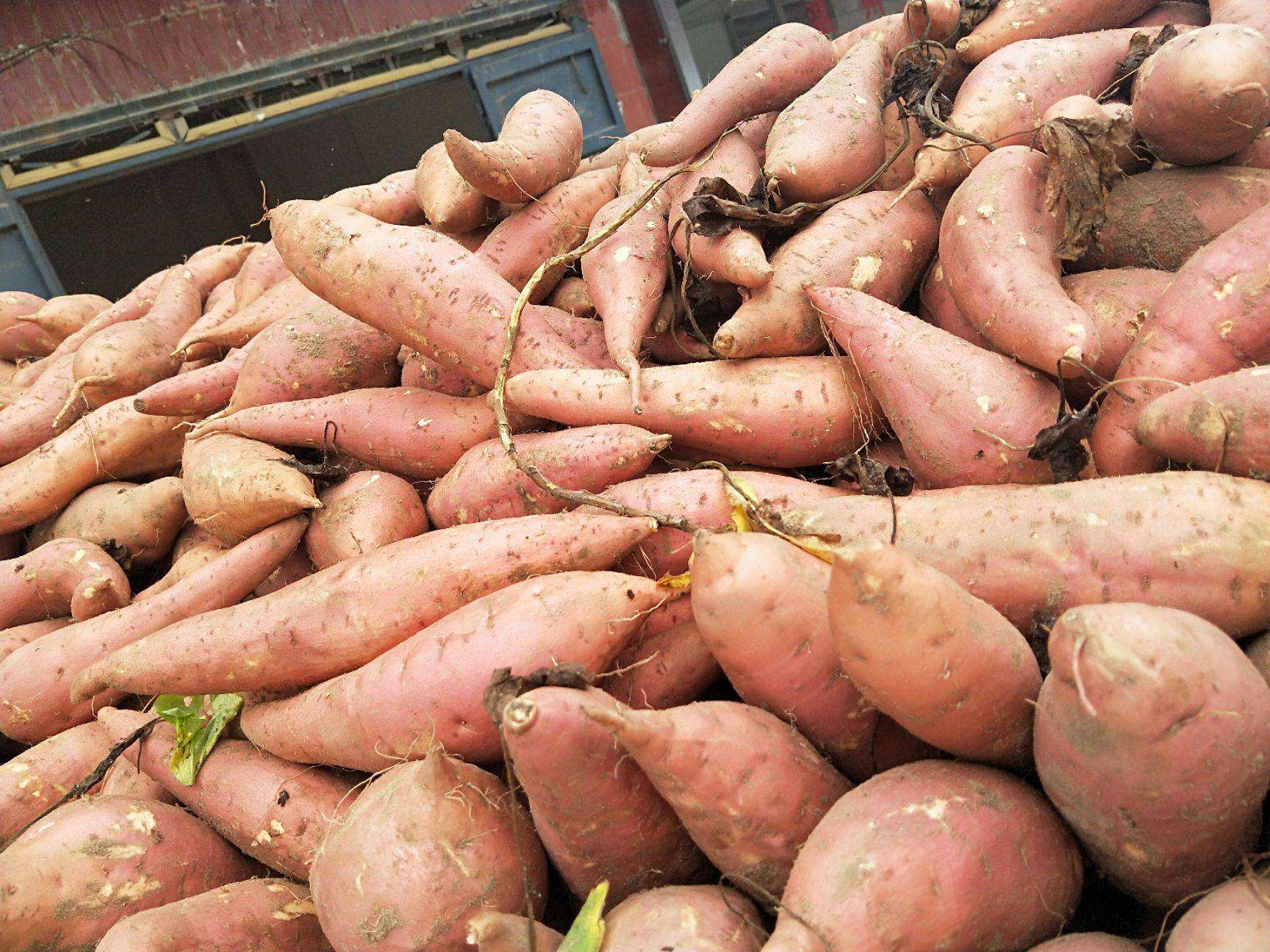 紅薯淀粉加工原料 紅薯淀粉加工原料