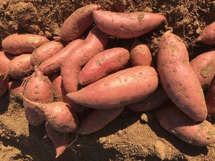 紅薯淀粉加工 紅薯淀粉加工