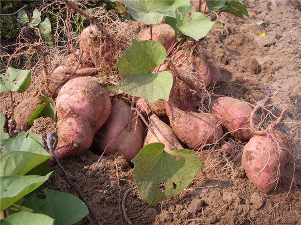 怎樣才能種好紅薯 怎樣才能種好紅薯