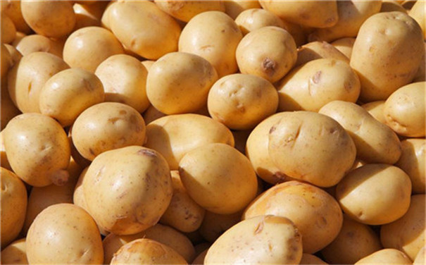 馬鈴薯淀粉加工