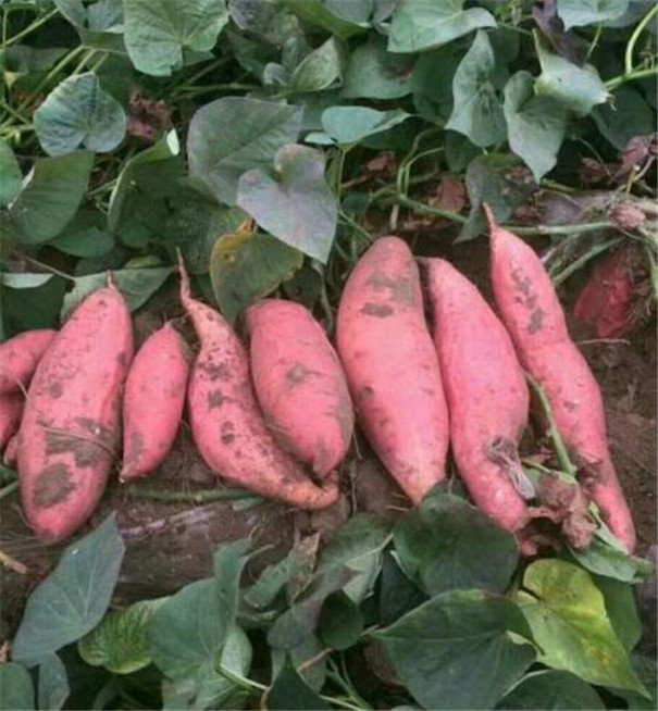 投資創辦紅薯淀粉加工廠具有怎樣的市場前景與社會經濟效益？