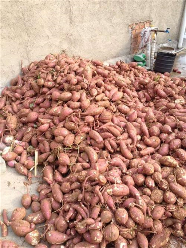 紅薯淀粉加工現狀