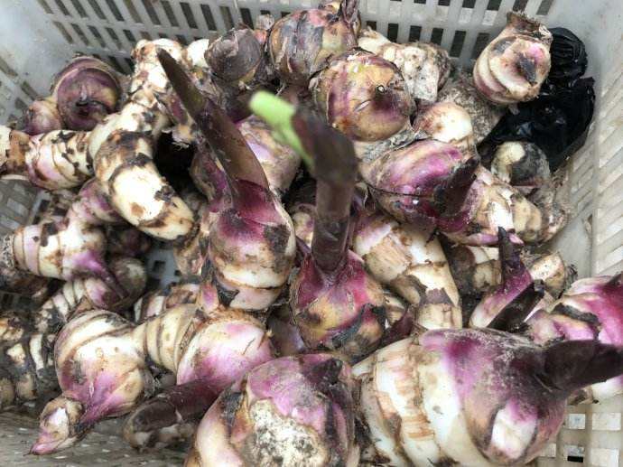 芭蕉芋淀粉加工原料