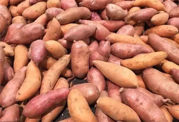 揭秘紅薯淀粉加工內幕,一天加工100多噸,成本利潤全透明 揭秘紅薯淀粉加工內幕,一天加工100多噸,成本利潤全透明