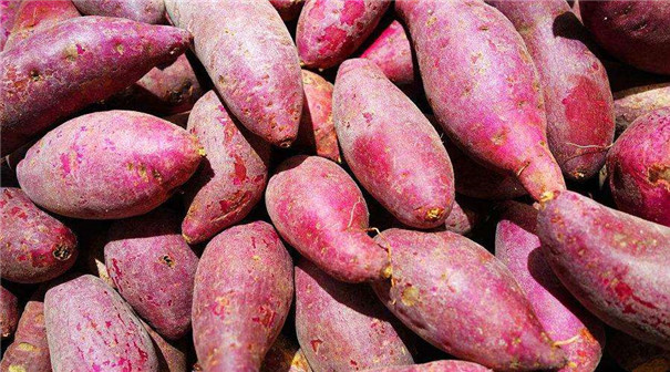 我國紅薯淀粉加工業(yè)面臨的7大難題