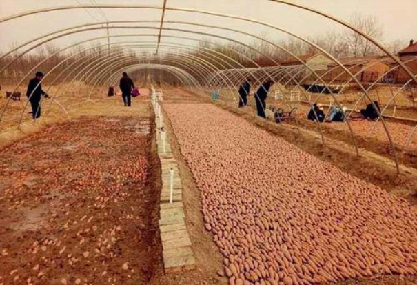 紅薯育苗時(shí)間和方法 紅薯育苗時(shí)間和方法