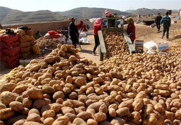 馬鈴薯淀粉加工