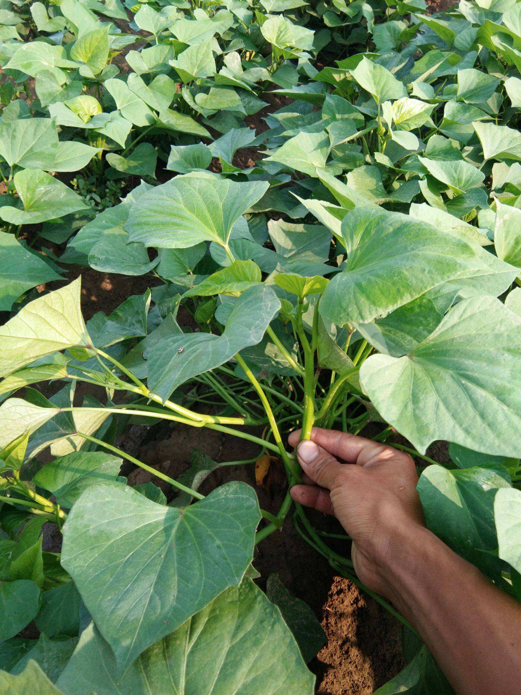 紅薯育苗 紅薯育苗