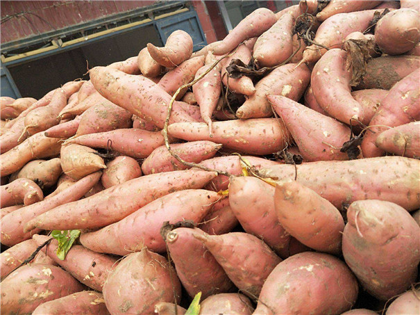 紅薯淀粉加工--原料供應