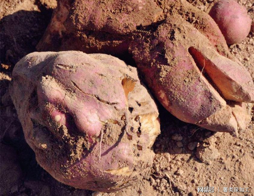 裂紅薯.jpg