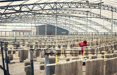 自動化粉條機開辦粉條粉絲加工廠的前期準備工作和基本要求