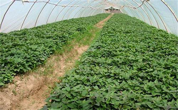 怎樣才能種好紅薯-人工 怎樣才能種好紅薯-人工