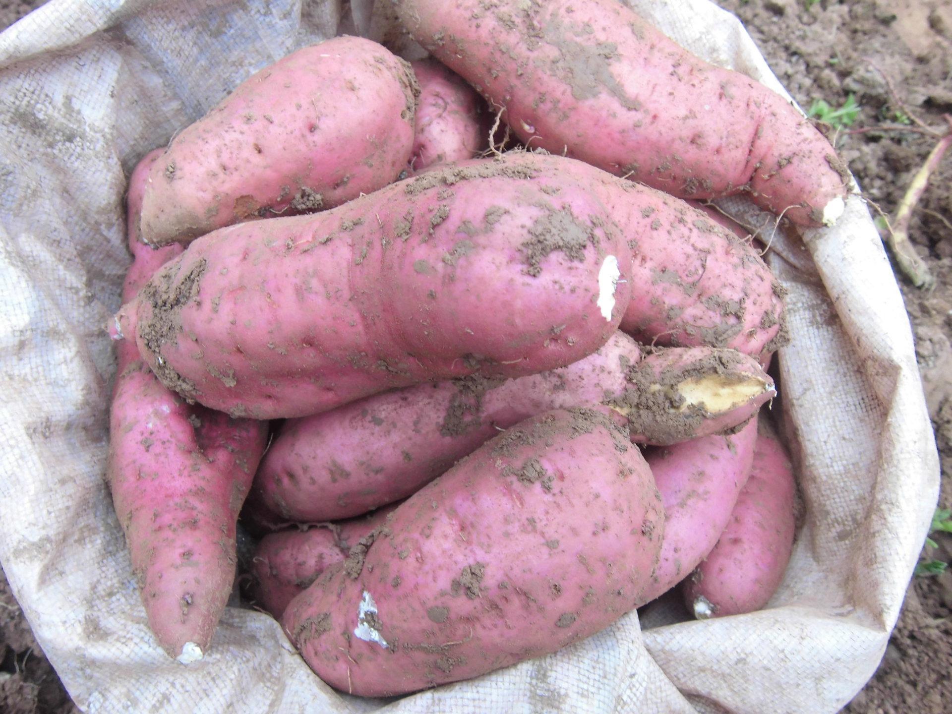 新鮮紅薯 新鮮紅薯