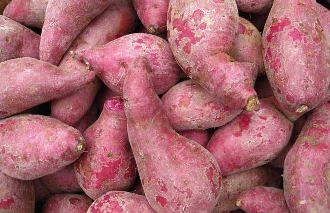 高淀粉專用型紅薯品種 高淀粉專用型紅薯品種