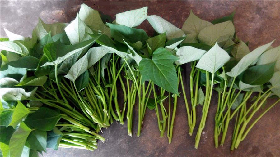 紅薯鮮苗 紅薯鮮苗