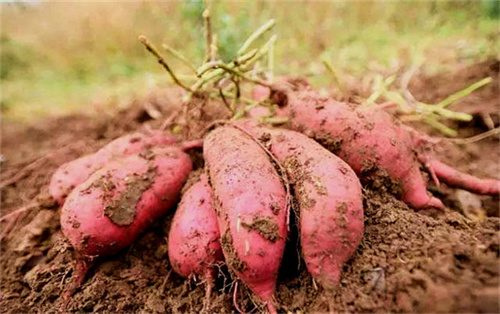 關于鮮紅薯淀粉加工的現狀分析與產業趨勢 關于鮮紅薯淀粉加工的現狀分析與產業趨勢