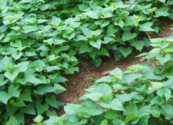 紅薯發(fā)展史 紅薯發(fā)展史