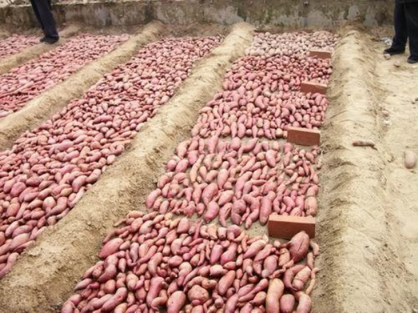 紅薯育苗時(shí)間和方法 紅薯育苗時(shí)間和方法