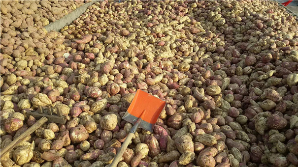 紅薯原料 紅薯原料