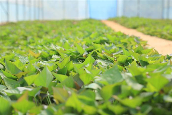 紅薯種植 紅薯種植