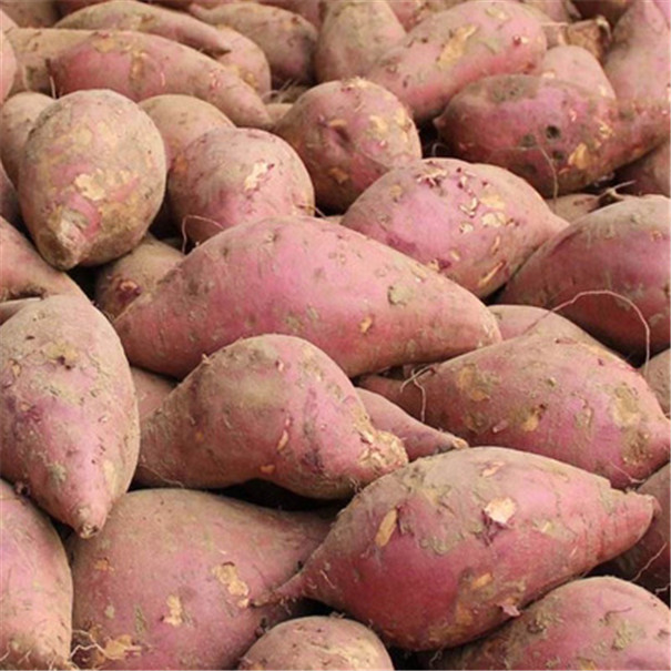 紅薯淀粉加工原料