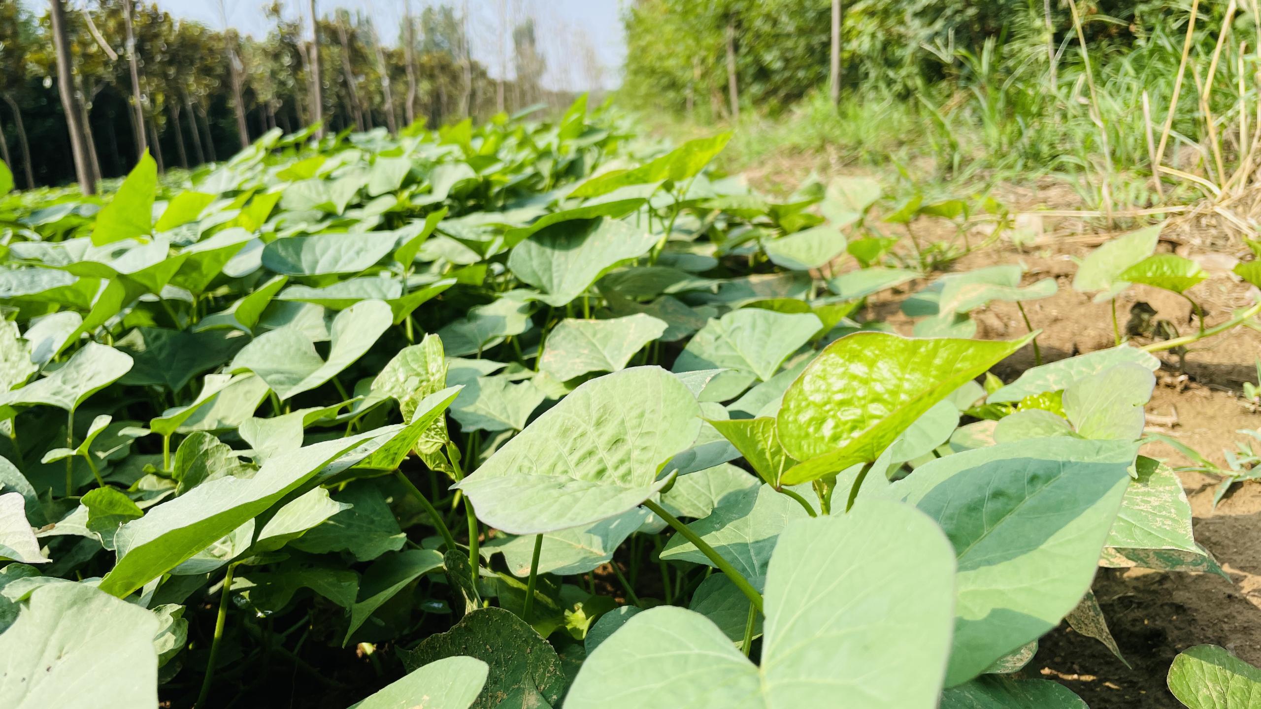 廠里紅薯地 (2).jpg
