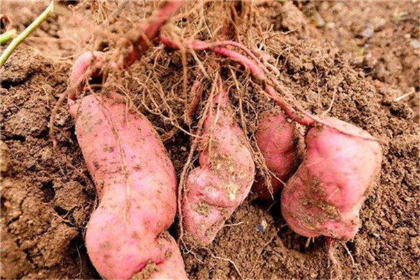 紅薯淀粉加工原料--紅薯 紅薯淀粉加工原料--紅薯
